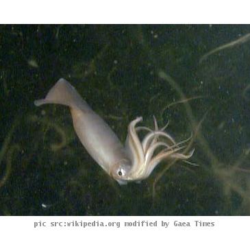 Humboldt squid (