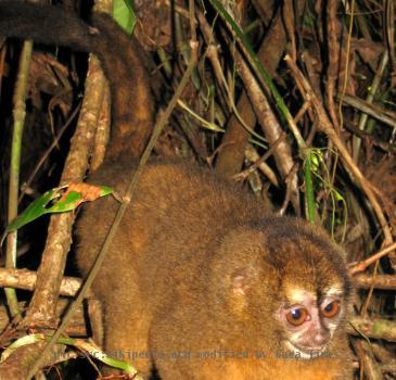 A Night Monkey (species unidentified) in Panama