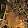 A Night Monkey (species unidentified) in Panama