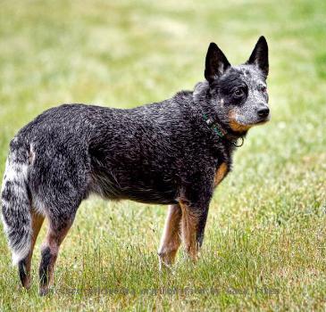 Australian Cattle Dog - mature blue male