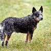 Australian Cattle Dog - mature blue male