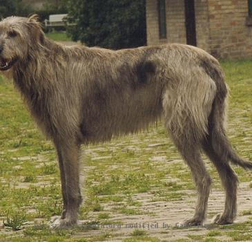 Irischem Wolfshund-Rüden Sam, 8 Jahre alt