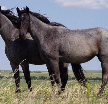 Two young Nokota mares