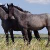 Two young Nokota mares