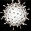 Computer assisted reconstruction of a wrotavirus