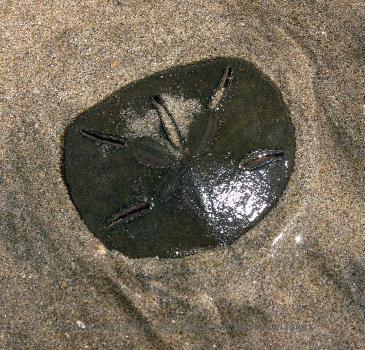 Live Sanddollar at Beach of Playa Grande, Costa Rica