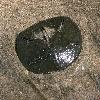 Live Sanddollar at Beach of Playa Grande, Costa Rica