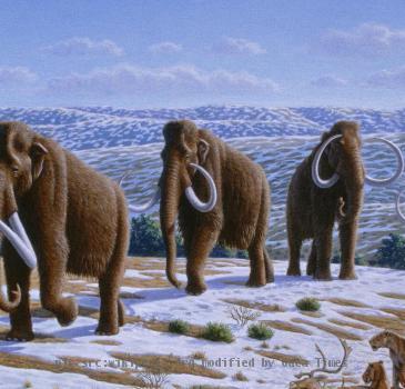 Woolly mammoths were driven to extinction by climate change and human impacts.