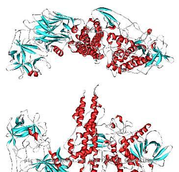 3d ribbon model of botulinum neurotoxin serotype A (botox) from PDB 3BTA. Ref. Lacy, D.B.,  Tepp, W.,  Cohen, A.C.,  DasGupta, B.R.,  Stevens, R.C.   (1998) Crystal structure of botulinum neurotoxin type A and implicatio