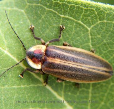 jpeg image, adult beetle in the family Lampyridae, commonly called "firefly or lightning bug".