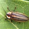jpeg image, adult beetle in the family Lampyridae, commonly called "firefly or lightning bug".