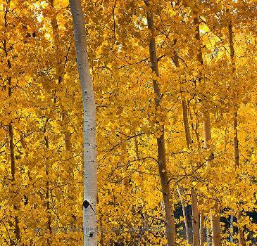 Photographed by Doug Dolde along Snowbowl Road in Flagstaff, Arizona in October, 2009.