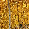 Photographed by Doug Dolde along Snowbowl Road in Flagstaff, Arizona in October, 2009.