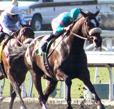 Undefeated racehorse Zenyatta winning the 2009 Lady