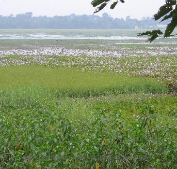 Majuli nature