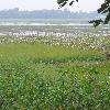 Majuli nature