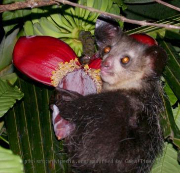 Aye-aye (Daubentonia madagascariensis)