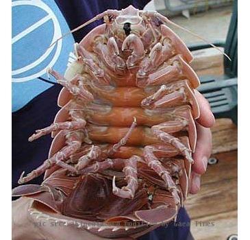 The underside of a male Bathynomus giganteus, a species of giant isopod captured in the Gulf of Mexico in October 2002.