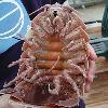 The underside of a male Bathynomus giganteus, a species of giant isopod captured in the Gulf of Mexico in October 2002.