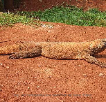 Komodo dragon,