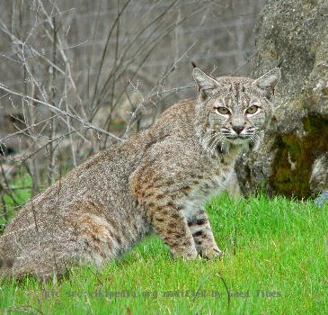 Bobcat (Lynx rufus), taken at Sunol Park near Livermore CA, USA