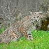 Bobcat (Lynx rufus), taken at Sunol Park near Livermore CA, USA