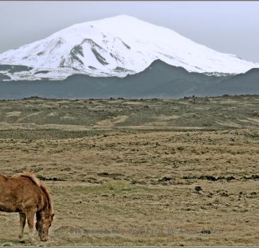 The volcano Hekla and Icelandic horse