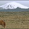 The volcano Hekla and Icelandic horse