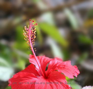 Hibiscus flower in Tanzania