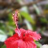 Hibiscus flower in Tanzania