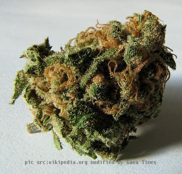 A close-up image of a dried, potent, Cannabis bud. Type