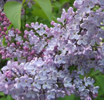 lilac in bloom