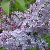 lilac in bloom