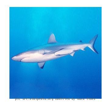 Un gran tiburón surcando aguas oceánicas.