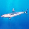 Un gran tiburón surcando aguas oceánicas.