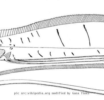 second largest squid species in terms of mantle length  second only to the Colossal Squid  and even larger than the Giant squid but has a narrow body  9  King of Herrings  Regalecus glesne  Image Source This giant marine animal is an oarfish found in all the oceans in the world at depths of between 20 and 1 000 m or 66