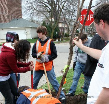 Volunteers planting a tree for Arbor Day on First Street SW in Rochester, Minnesota.