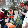 Volunteers planting a tree for Arbor Day on First Street SW in Rochester, Minnesota.