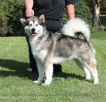 Alaskan Malamute