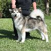 Alaskan Malamute