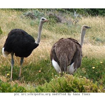 Male and Female ostriches Cape Point