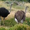 Male and Female ostriches Cape Point