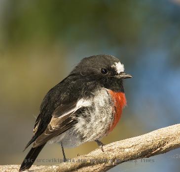 Scarlet Robin (