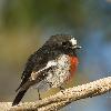 Scarlet Robin (