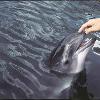 A Harbour Porpoise.