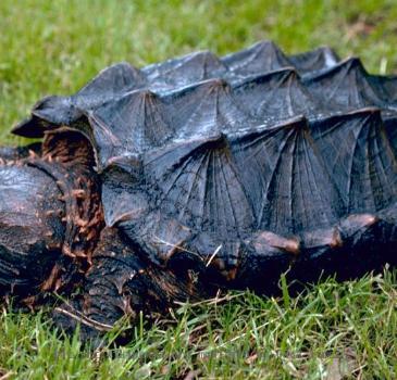 Alligator snapping turtle (