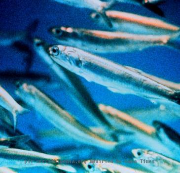 Northern anchovies are important prey for marine mammals and game fish