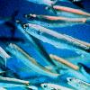 Northern anchovies are important prey for marine mammals and game fish