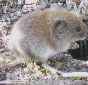 Bank vole. Original description --User81.129.42.8