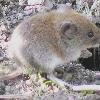 Bank vole. Original description --User81.129.42.8